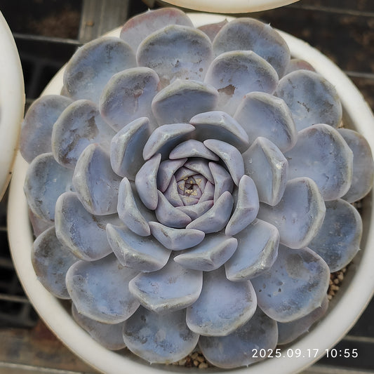 NGN729 タイニーバーガー（15cm pot）