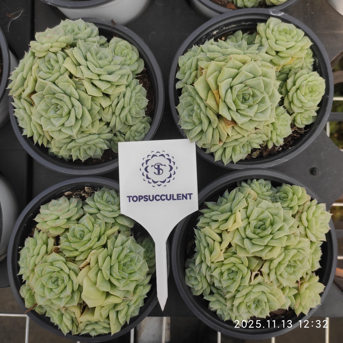 20050  ホワイトスワン（白鳥）（11cm pot）