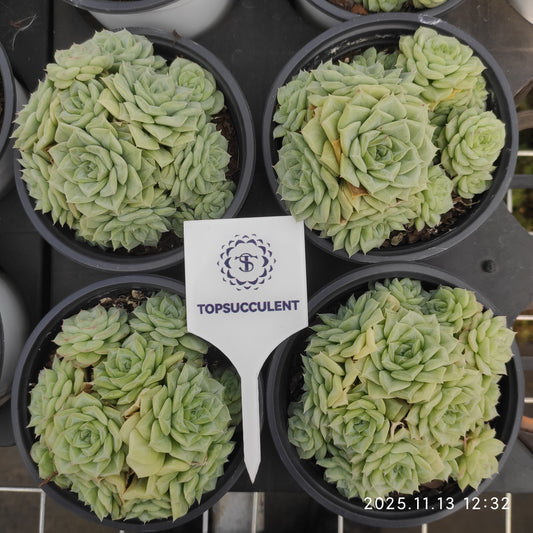 20050  ホワイトスワン（白鳥）（11cm pot）