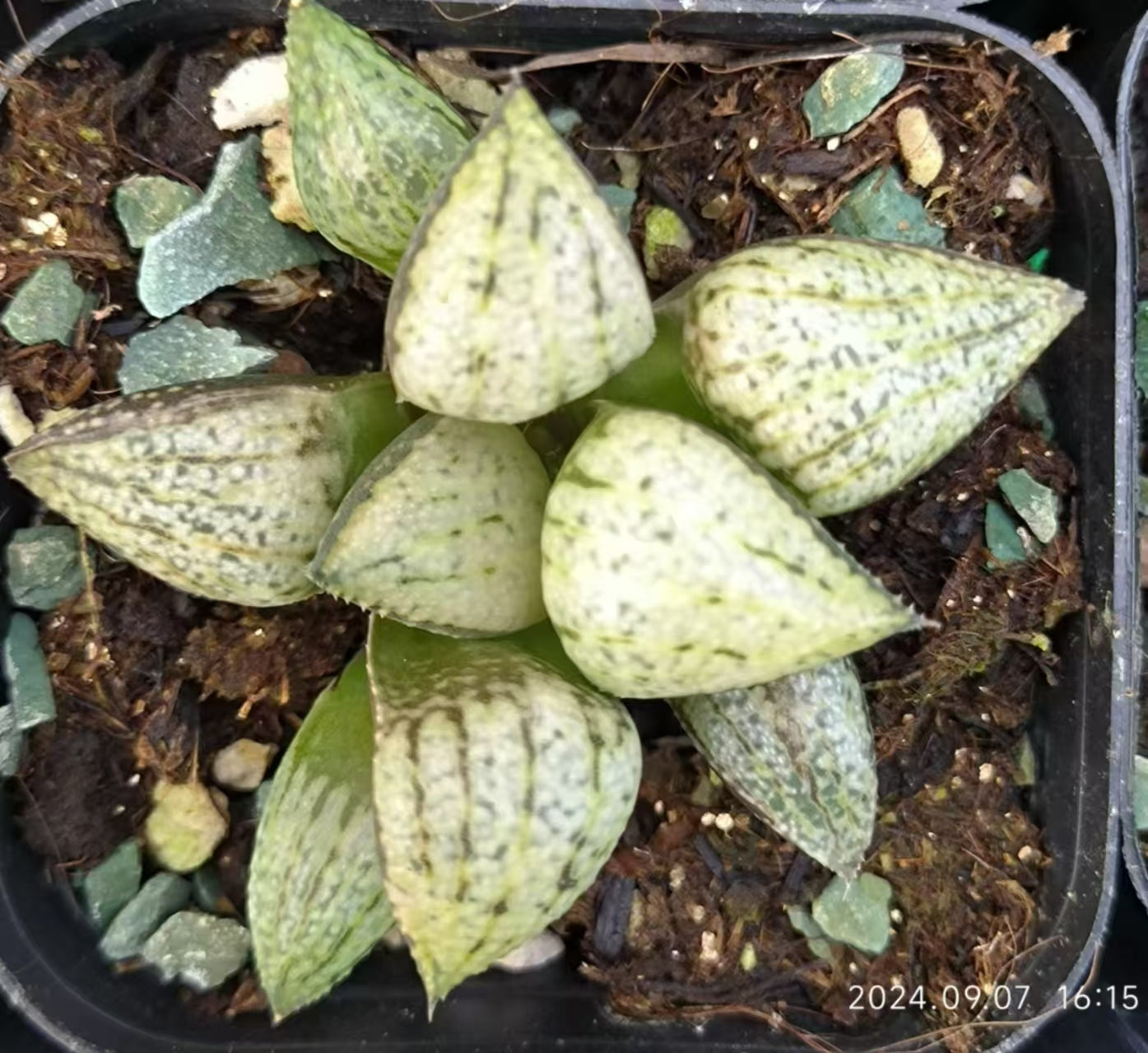 13174 緑牡丹ミドリボタン