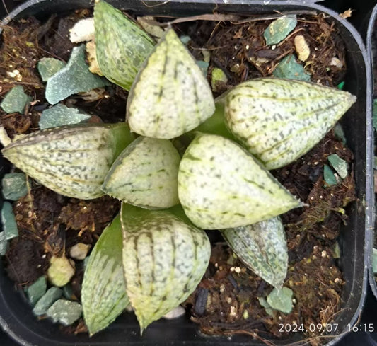 13174 緑牡丹ミドリボタン