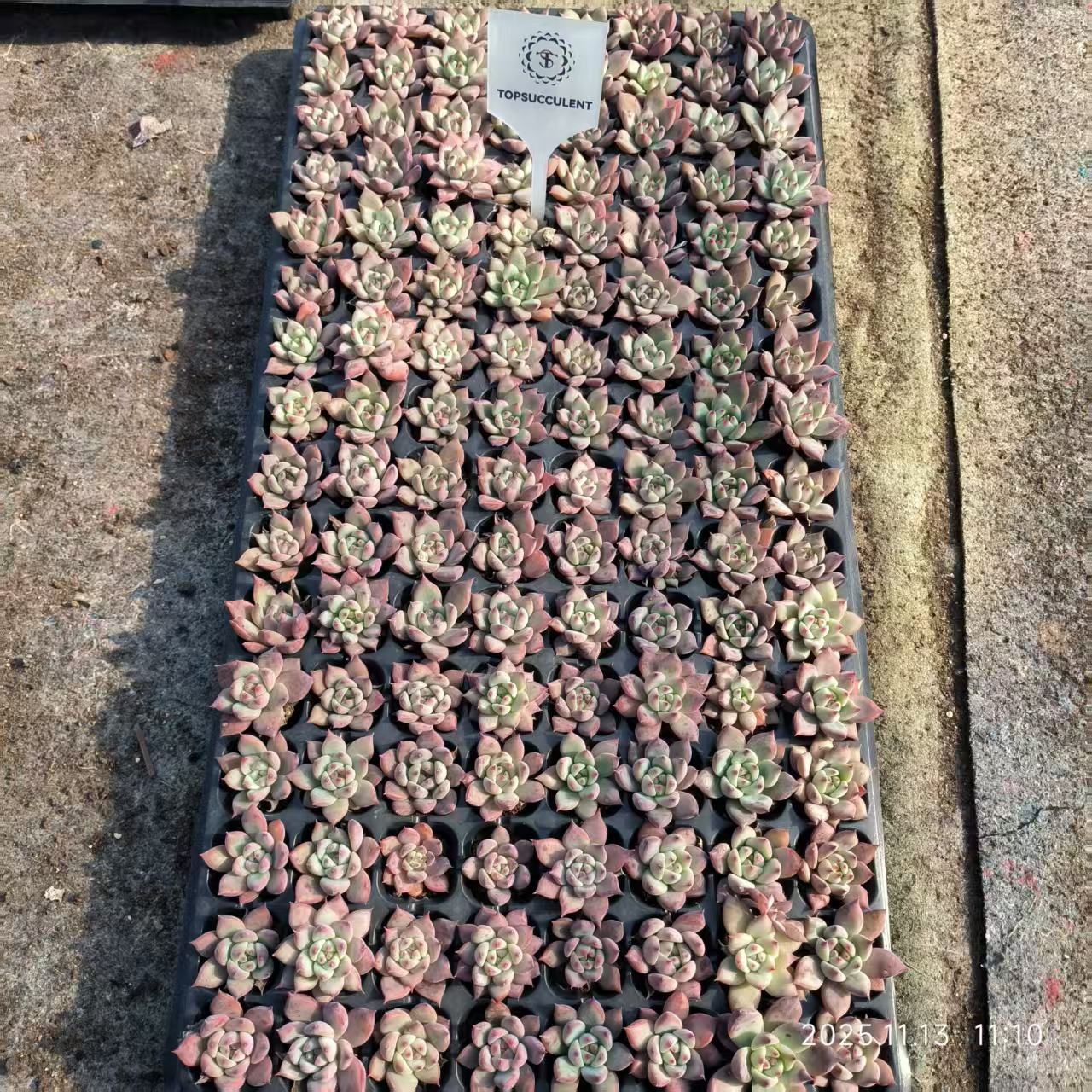 21738 ワイルドコロラータ（3cm pot）（ポット苗）