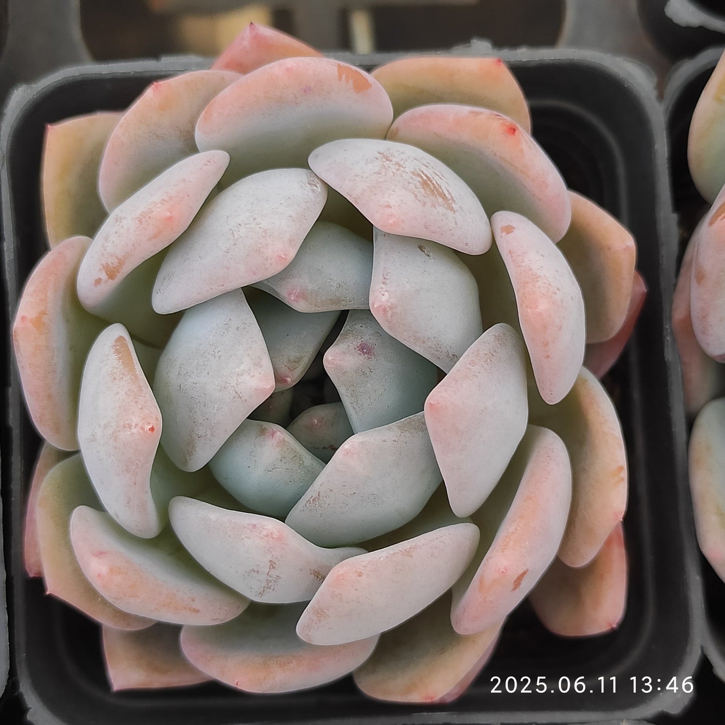HM130 オレンジモンロー (7cm pot)