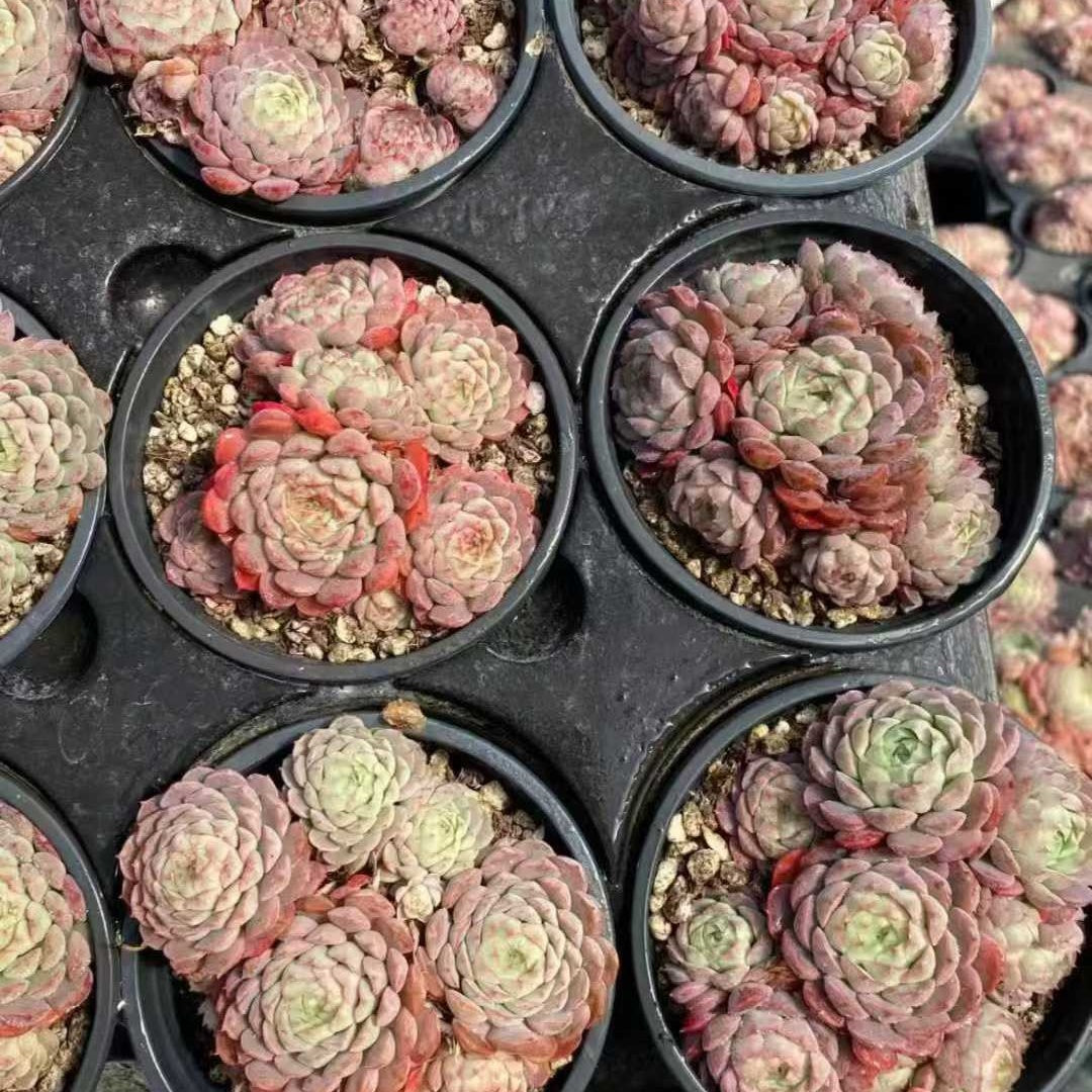 23615 シャルルローズHyb（9cm pot）