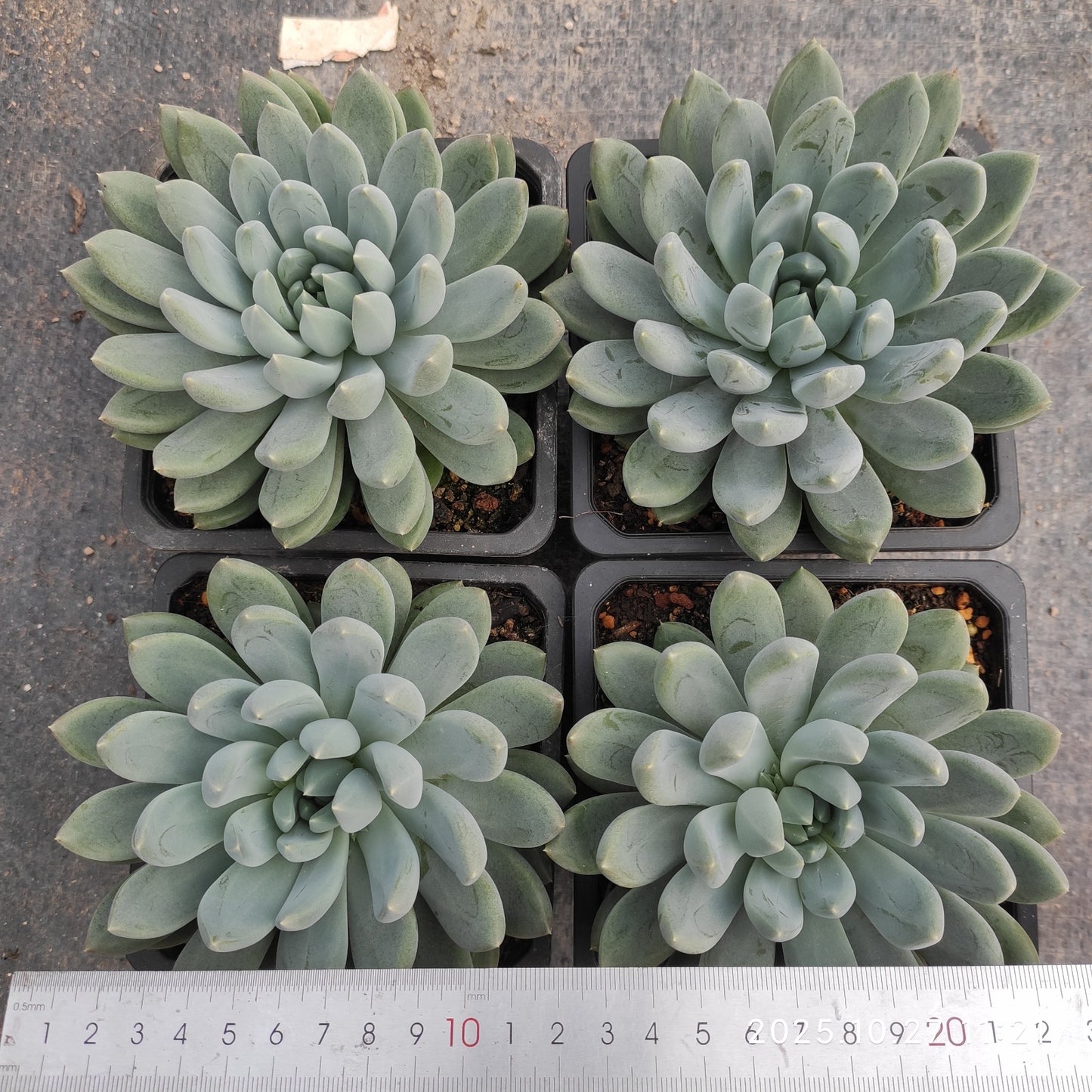 ZAJ082 ジェフリー（12cm pot）