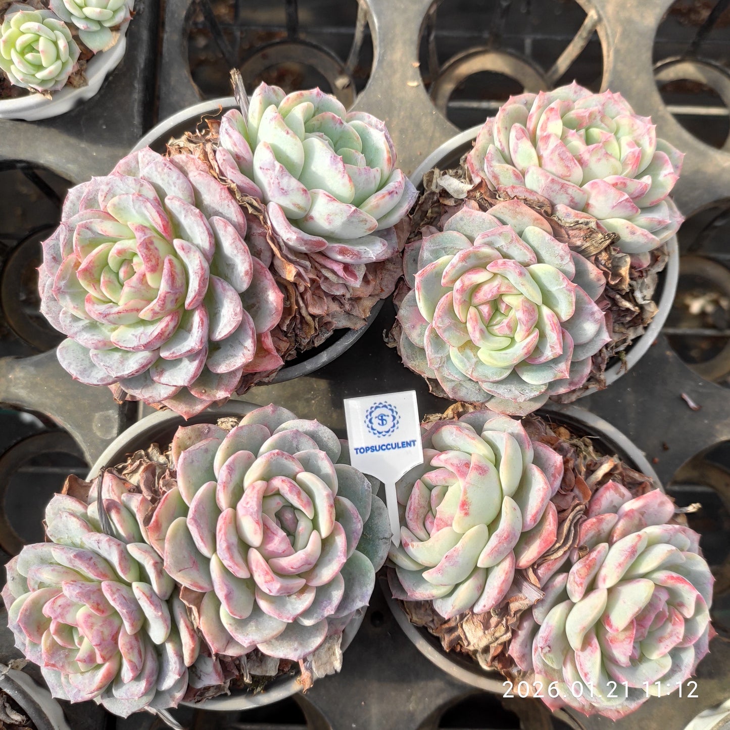 25079 フローラル　メイデン