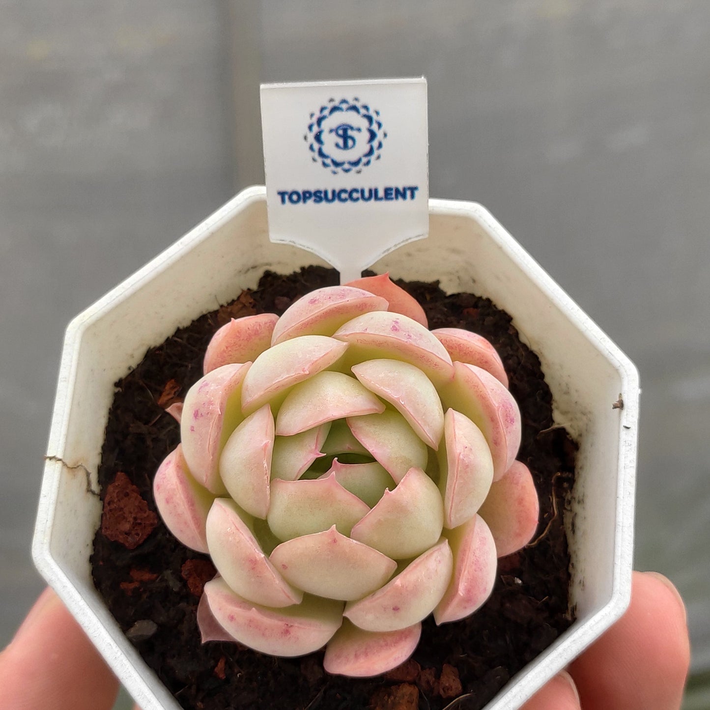 15297 ストロベリーアイス