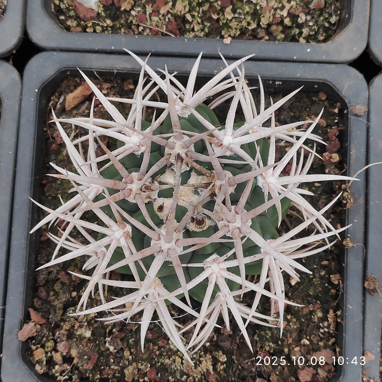 DMC052 碧厳玉（9cm pot）