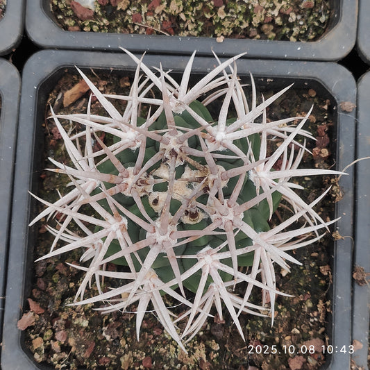 DMC052 碧厳玉（9cm pot）