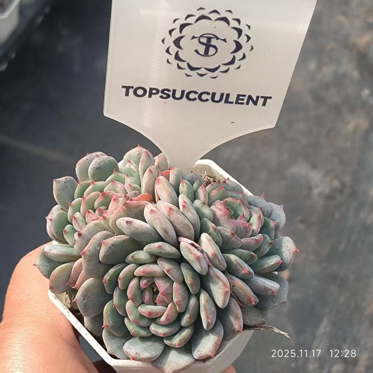 22354 ホワイトファット（6.5cm pot）