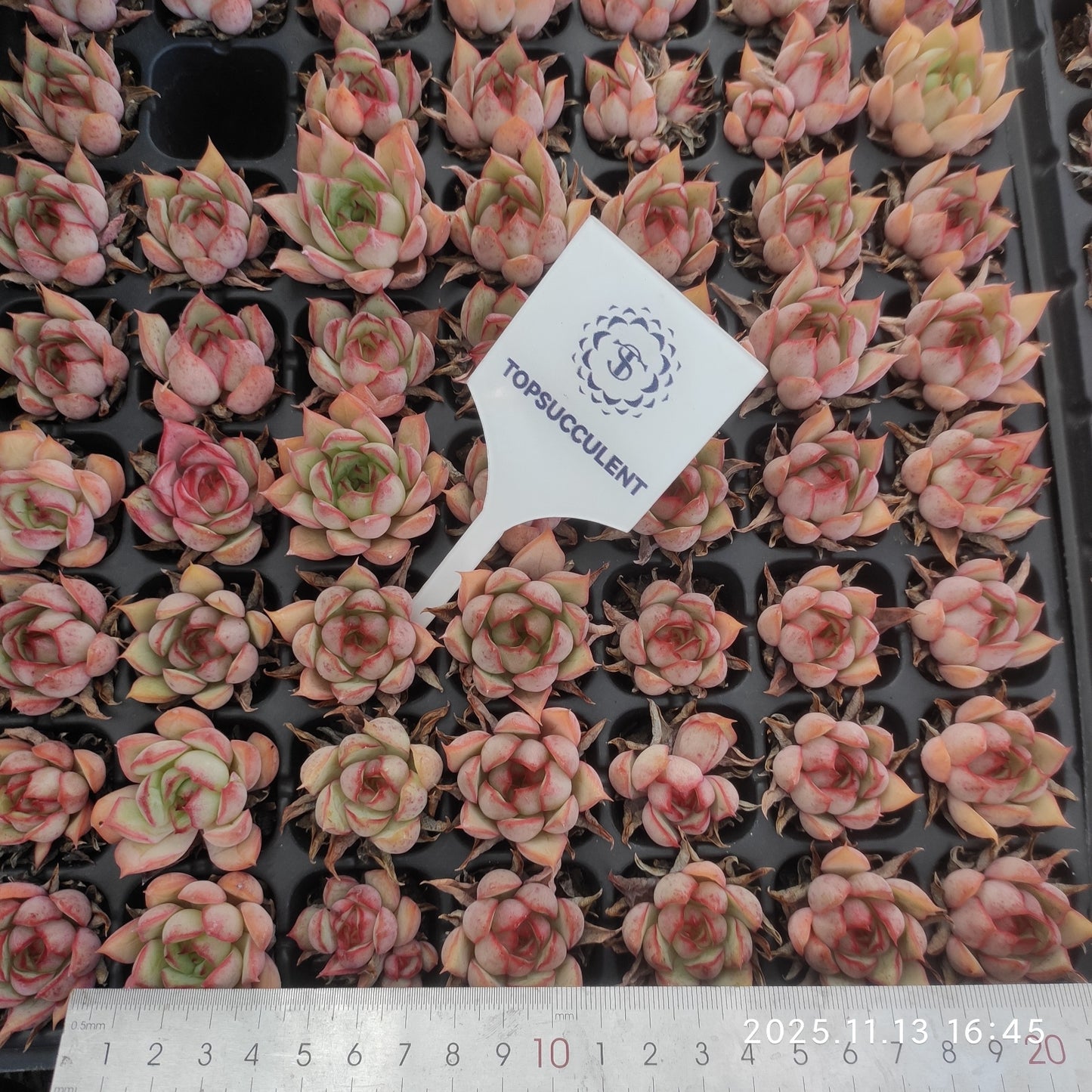 22495  蓮灯（3cm pot）（ポット苗）