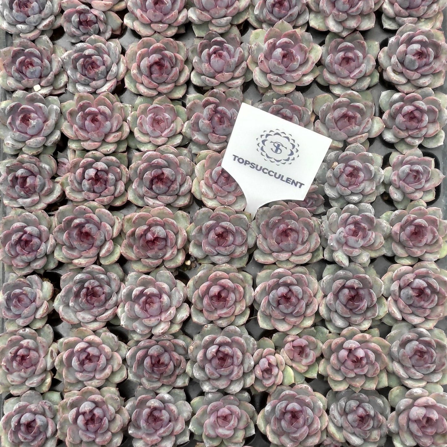 22127  チーズブルーベリー（3cm pot）（ポット苗）