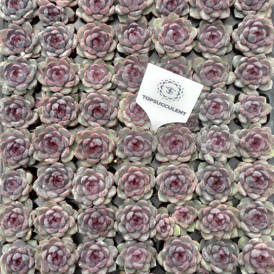 22127  チーズブルーベリー（3cm pot）（ポット苗）