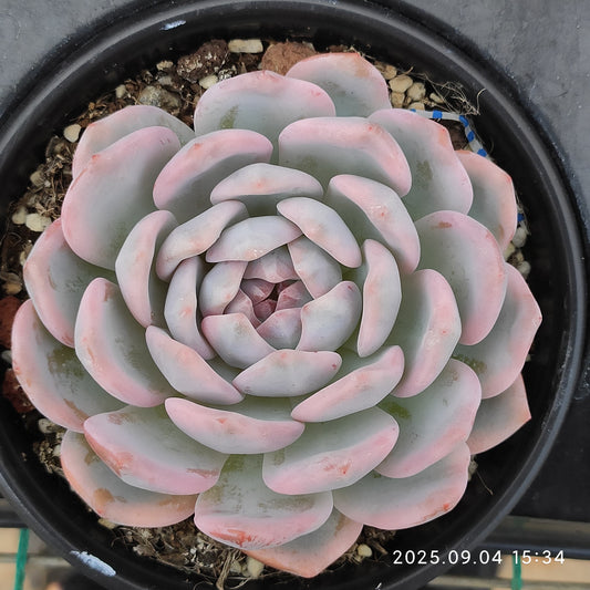 MMY1285 オレンジモンロー錦（12cm pot）
