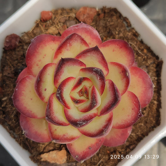 YBB012 メキシコプリドニス （7cm pot）