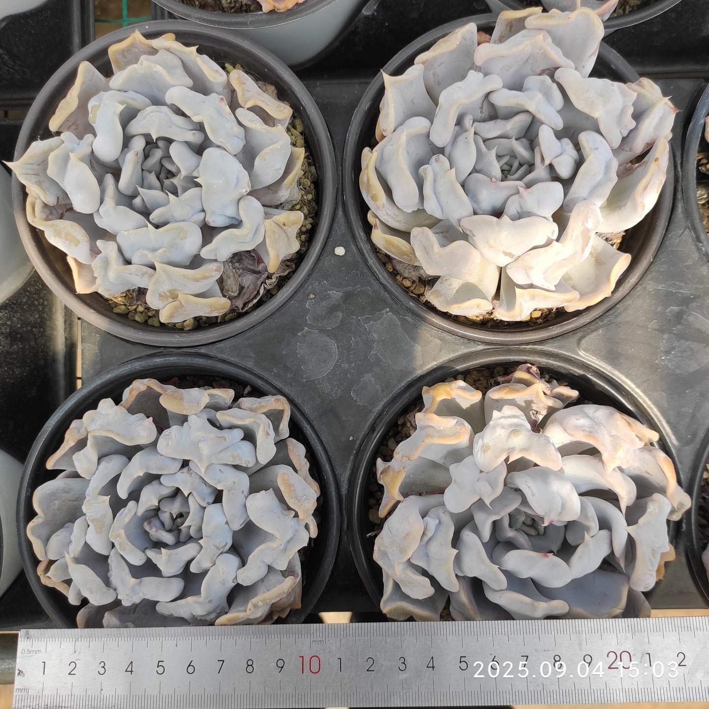 12917 スリリング　パール