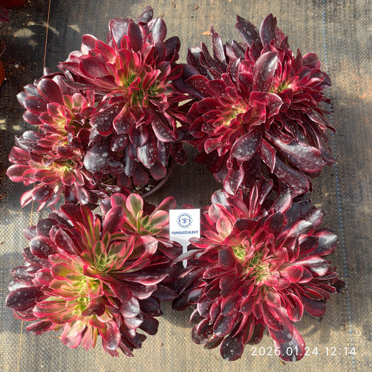 21673 メドゥーサー綴化