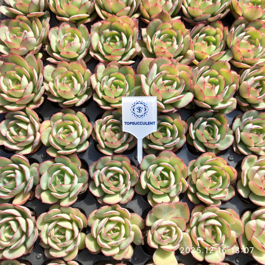 23703 モーニング　ドユーHyb（3cm pot）