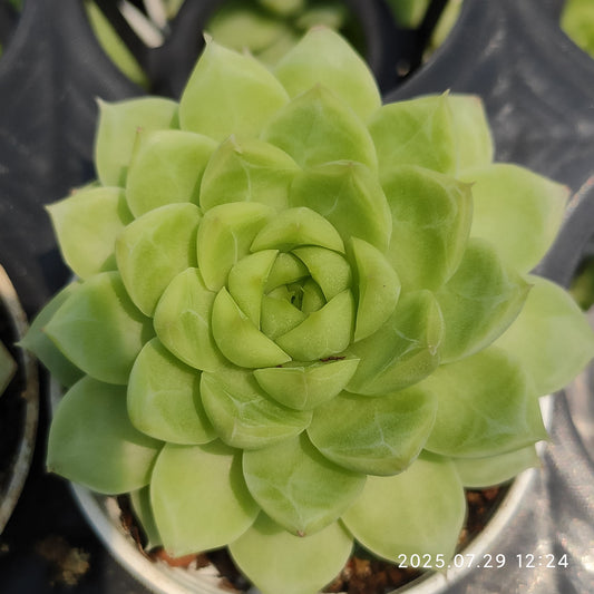 ZZA351 新品種　クイーンローズ（5.5cm pot）