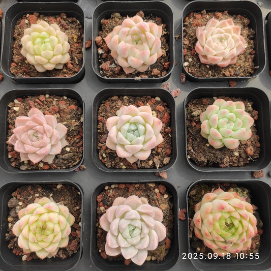 LMM428 ヒューミリスHyb（6.5cm pot）