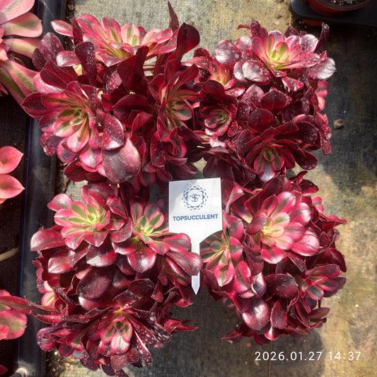 23281 アエオニウム　メデューサ