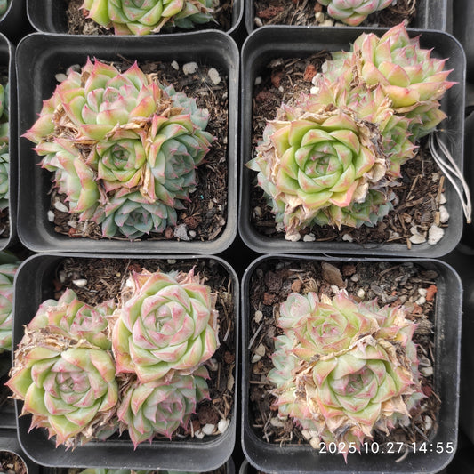 22189 パンドラ Hyb（7cm pot）