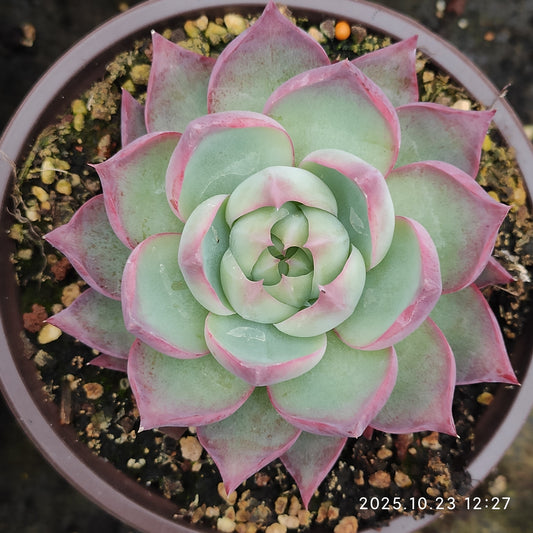 QZY008 カシオ（12cm pot）