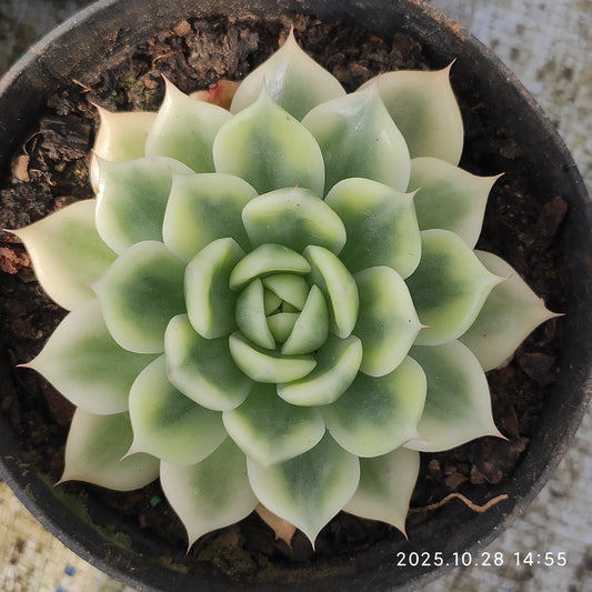 XY257 バタフライ錦（10cm pot）