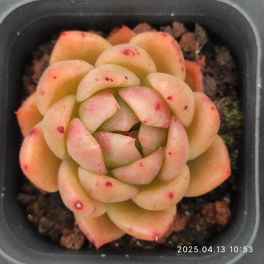 LMM396 ラッキーフェイス（6.5 cm pot）