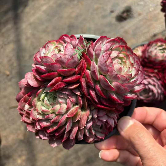 261081 シャーロットローズ