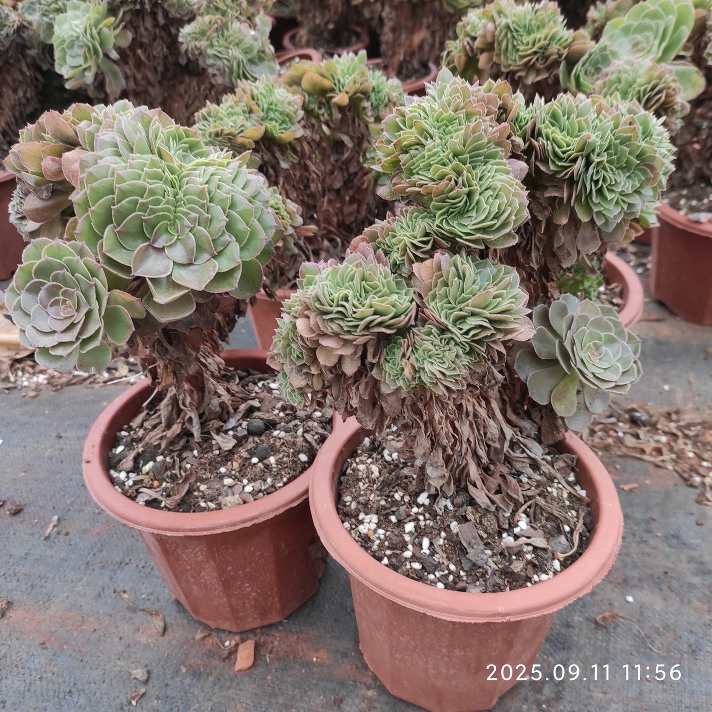 BC024 アエオニウム　ハロウィン綴化（17cm pot）