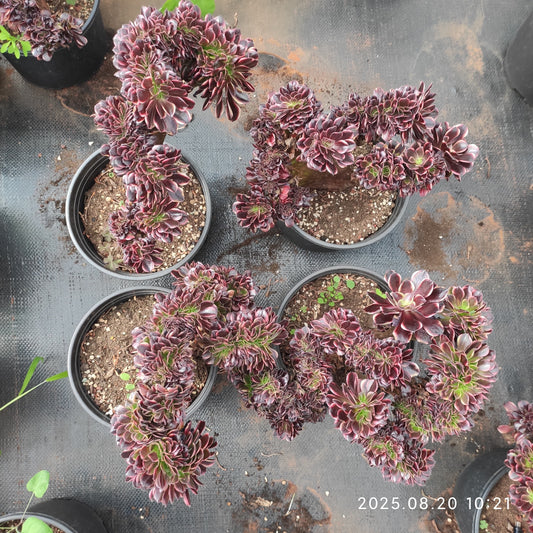 YF472 アエオニウム オ-キャリー 綴化（25cm pot）