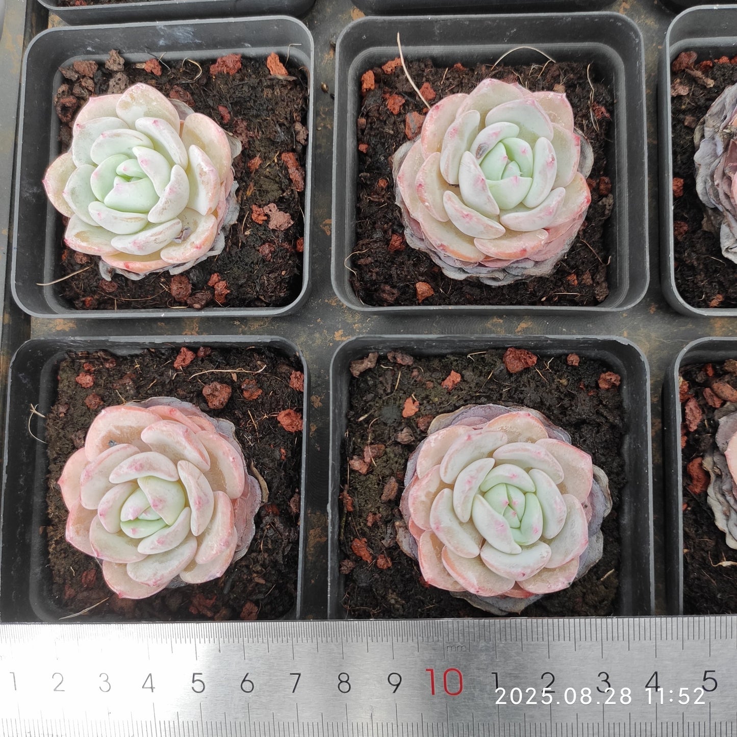 YBB084 モンブラン(6.5cm pot)