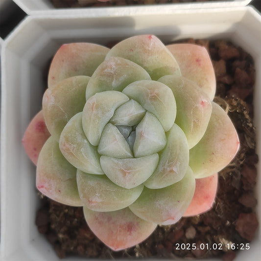 LMM379 アイスグリーン (7cm pot)