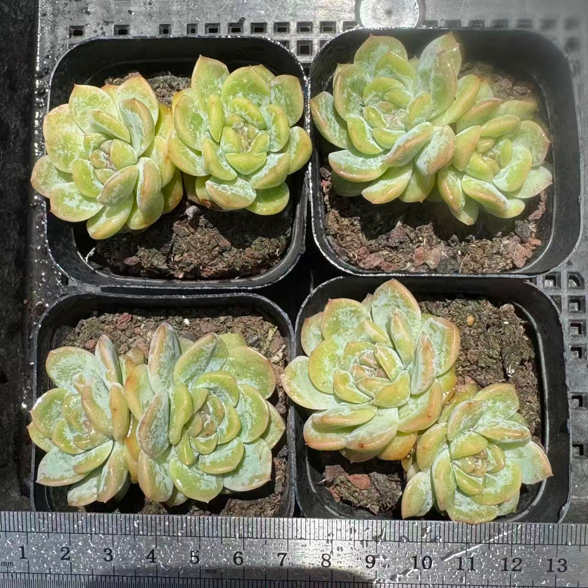 362156 ワックス フィギュア