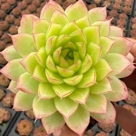 QNY140 ムゲ　パフューム（7cm pot）