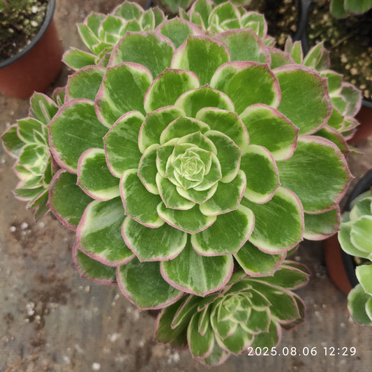 THH054 カロフル　ランターンズ（15cm pot）