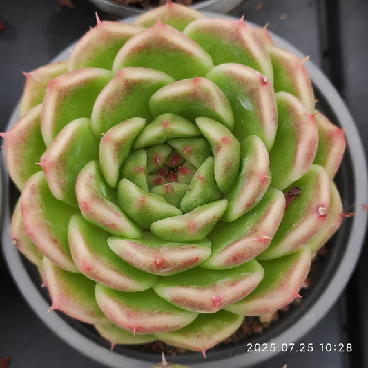 NGN691 マルギャンHyb（9cm pot）