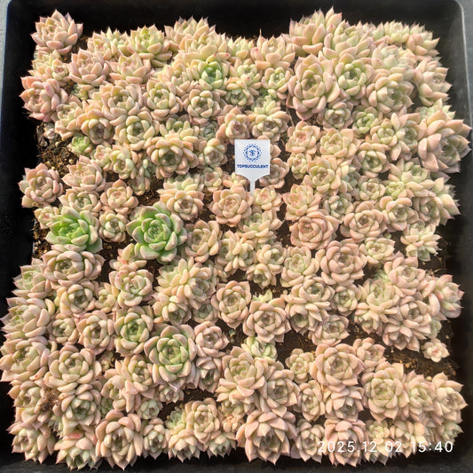 23030 マルギャンHyb（ポット苗）