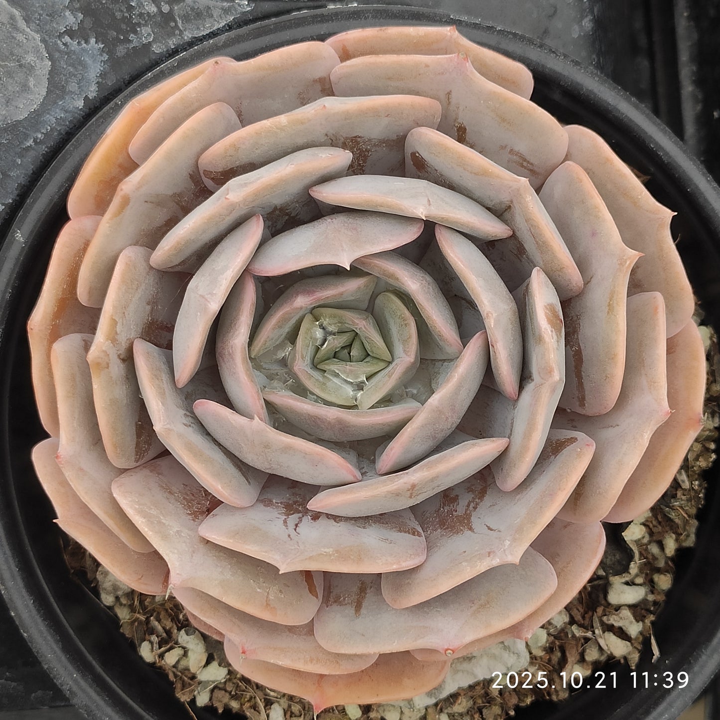 MMY1298 ブルーサプライズ Hyb（12.5cm pot）