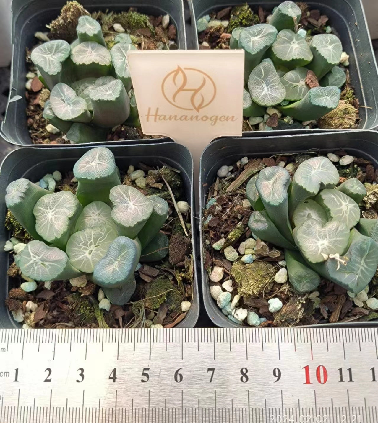 7352 春星ハルホシ（6.5cm pot）