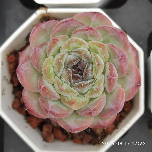 LMM418 アイス　スピリットHyb（7cm pot）