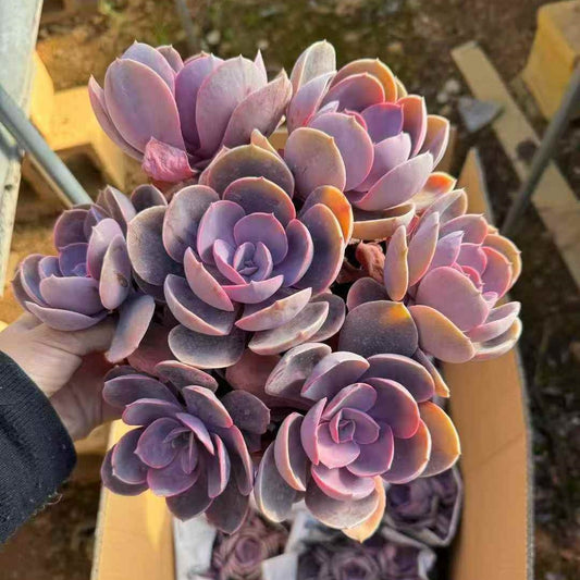 24573 ペルレ　フォン　ニュルンベルク