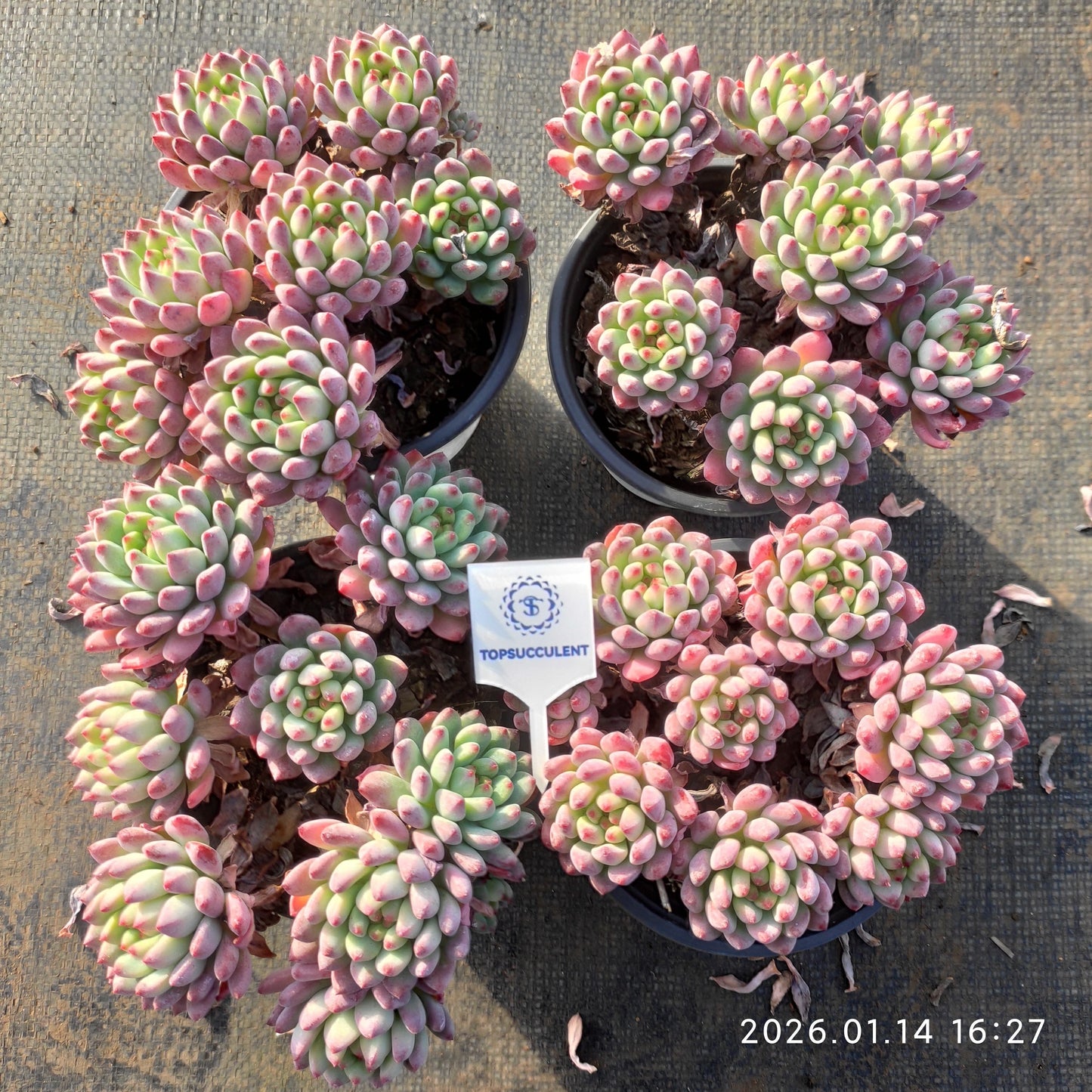 24752 ブルーエルフ