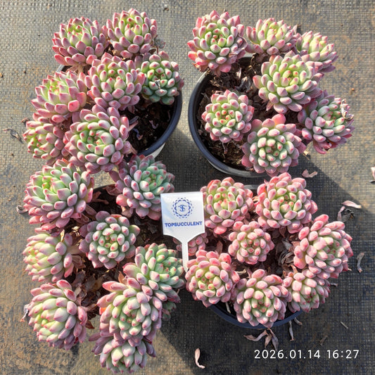 24752 ブルーエルフ