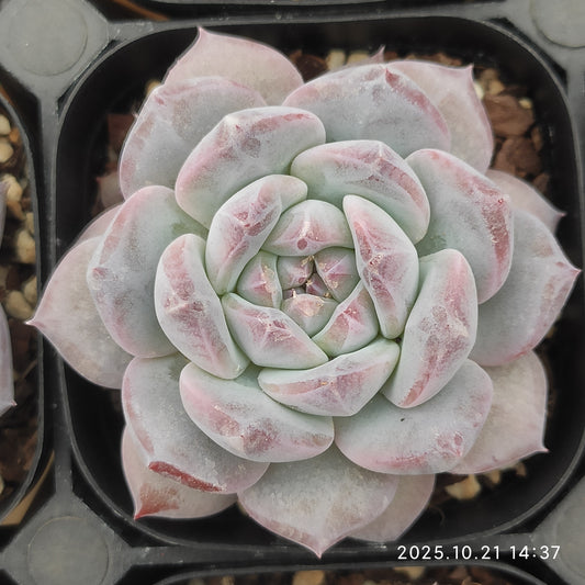 MMY1362 モンローHyb（6.3cm pot）