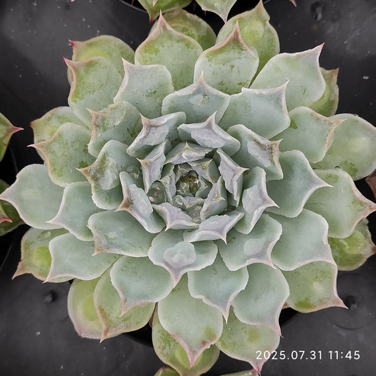 MMT768 ギロドロップス（9 cm pot）