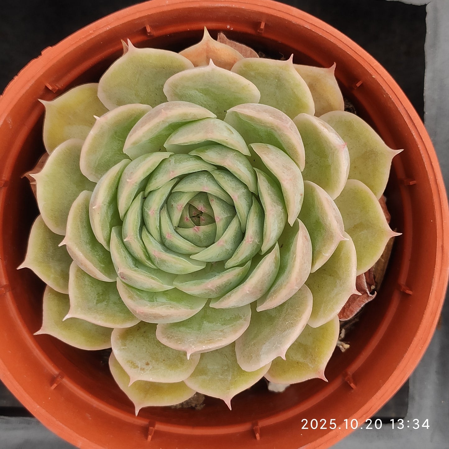 ZXX431 オウンスロー（9cm pot）