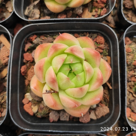 ZZA121 マルガン(7cm pot)