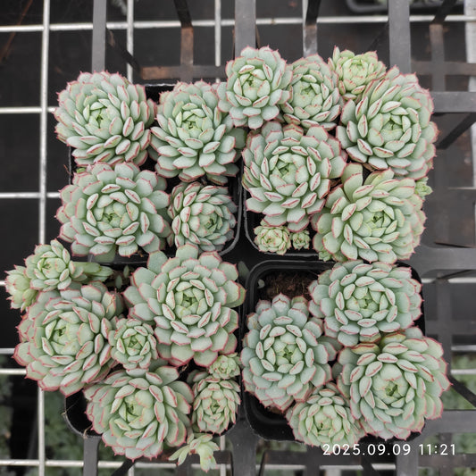 MMT891 グロブローサ（7cm pot）